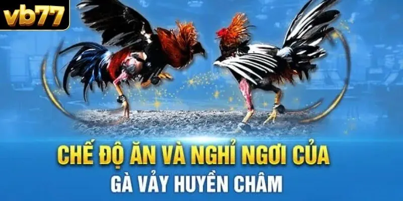 Hướng dẫn cách chăm sóc gà vảy Huyền Trâm