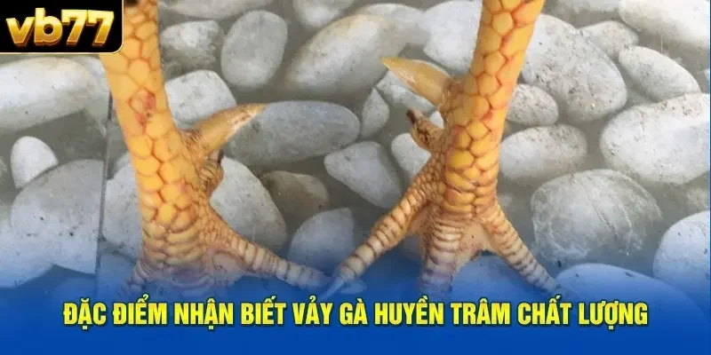 Vảy gà Huyền Trâm là một trong những đặc điểm