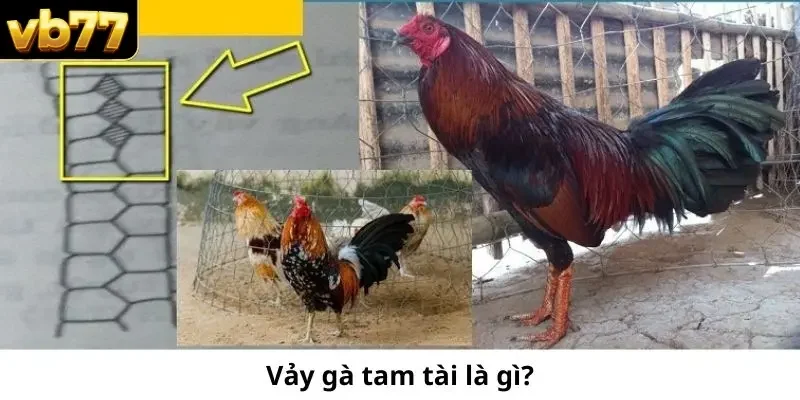 Vảy gà Tam Tài là gì?