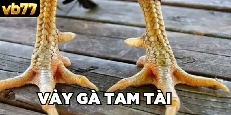 thông tin chi tiết về vảy gà tam tài