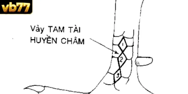 Vảy Tam Tài Huyền Châm ở ngay cổ chân chiến kê