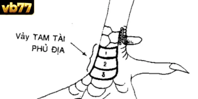 Vảy Tam Tài Phủ Địa nằm ở vị trí thấp nhất của chân gà